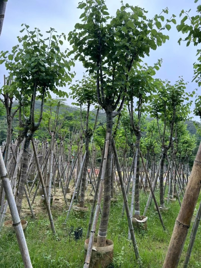 宫粉紫荆5～15公分基地直销规格齐全欢迎老板来电咨询