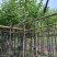 宫粉紫荆5～15公分基地直销规格齐全欢迎老板来电咨询