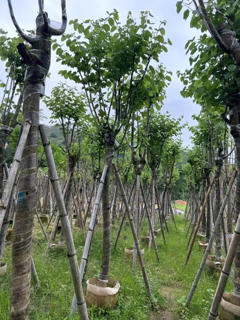 宫粉紫荆5～15公分基地直销规格齐全欢迎老板来电咨询