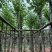 宫粉紫荆5～15公分基地直销规格齐全欢迎老板来电咨询