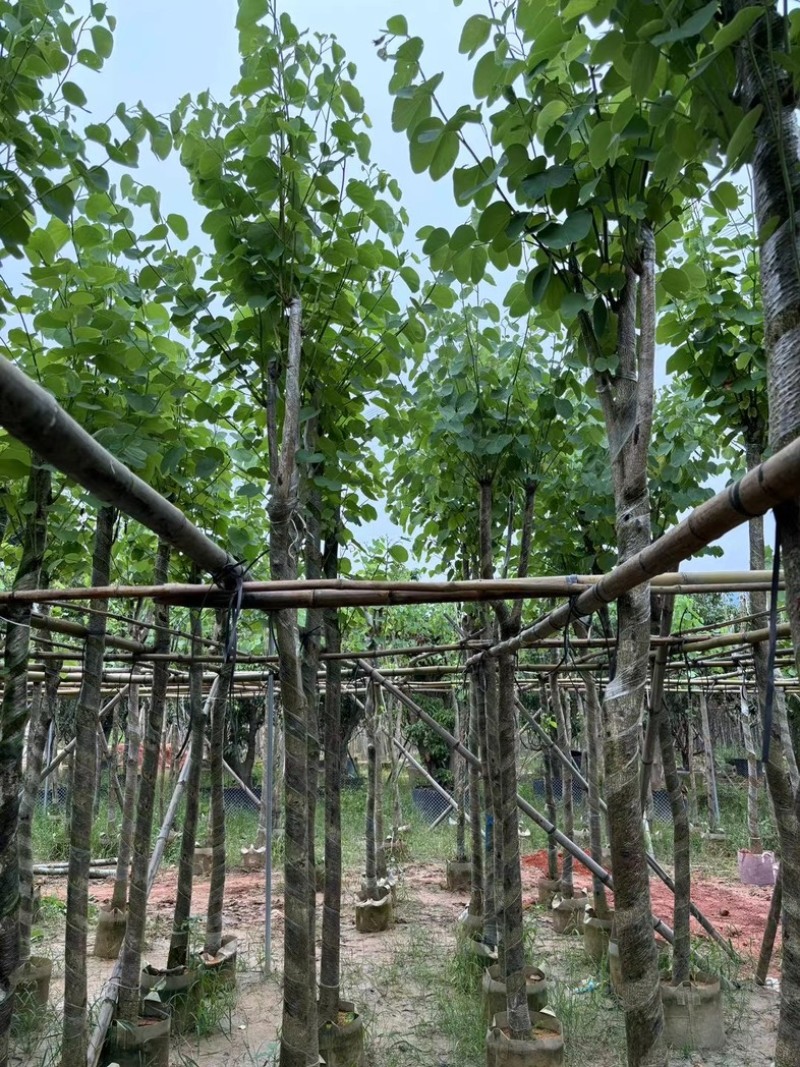 宫粉紫荆5～15公分基地直销规格齐全欢迎老板来电咨询