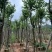 宫粉紫荆5～15公分基地直销规格齐全欢迎老板来电咨询