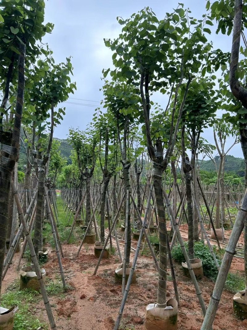宫粉紫荆5～15公分基地直销规格齐全欢迎老板来电咨询