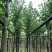 宫粉紫荆5～15公分基地直销规格齐全欢迎老板来电咨询