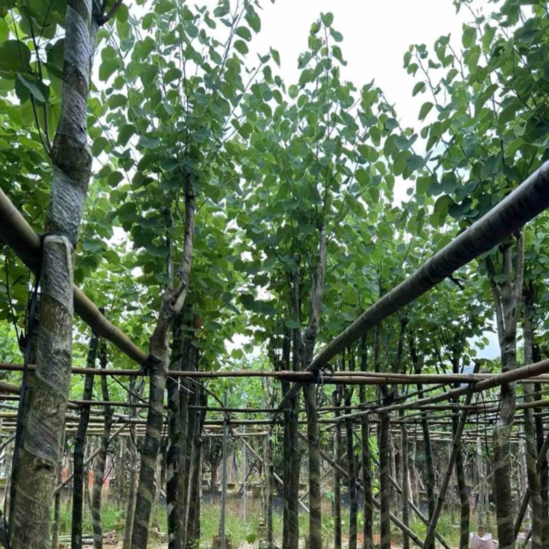 宫粉紫荆5～15公分基地直销规格齐全欢迎老板来电咨询