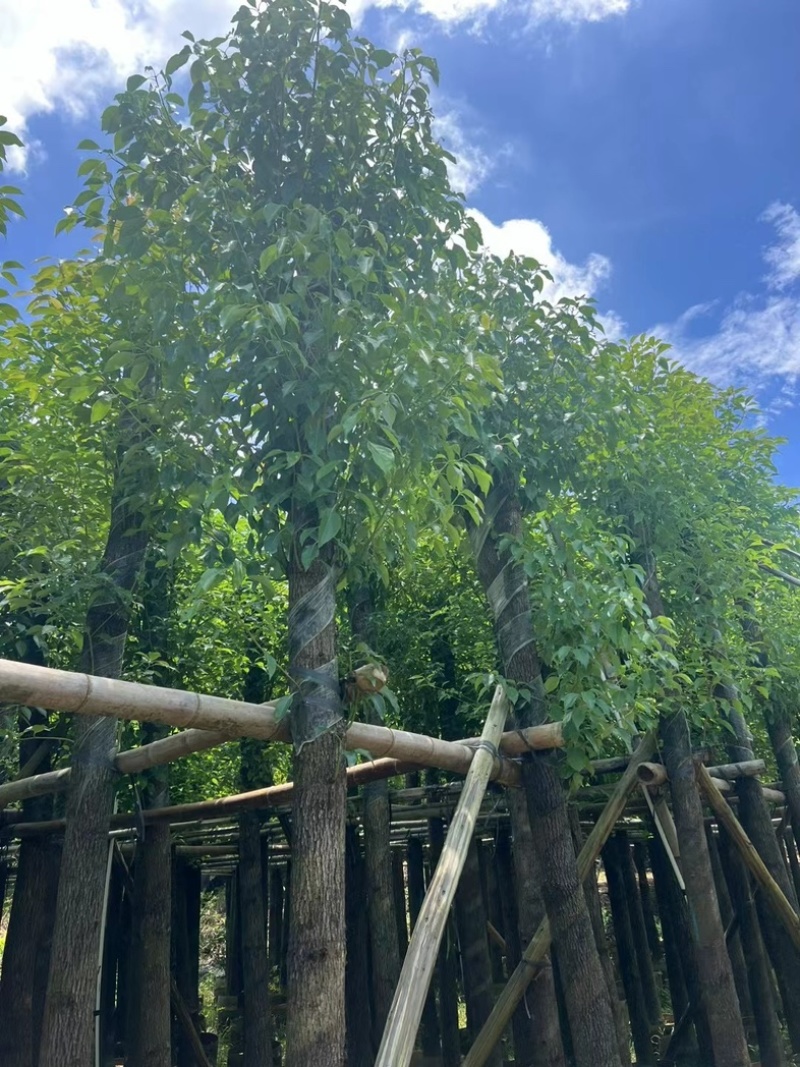 截杆香樟4～15公分基地直销规格齐全欢迎老板来电咨询