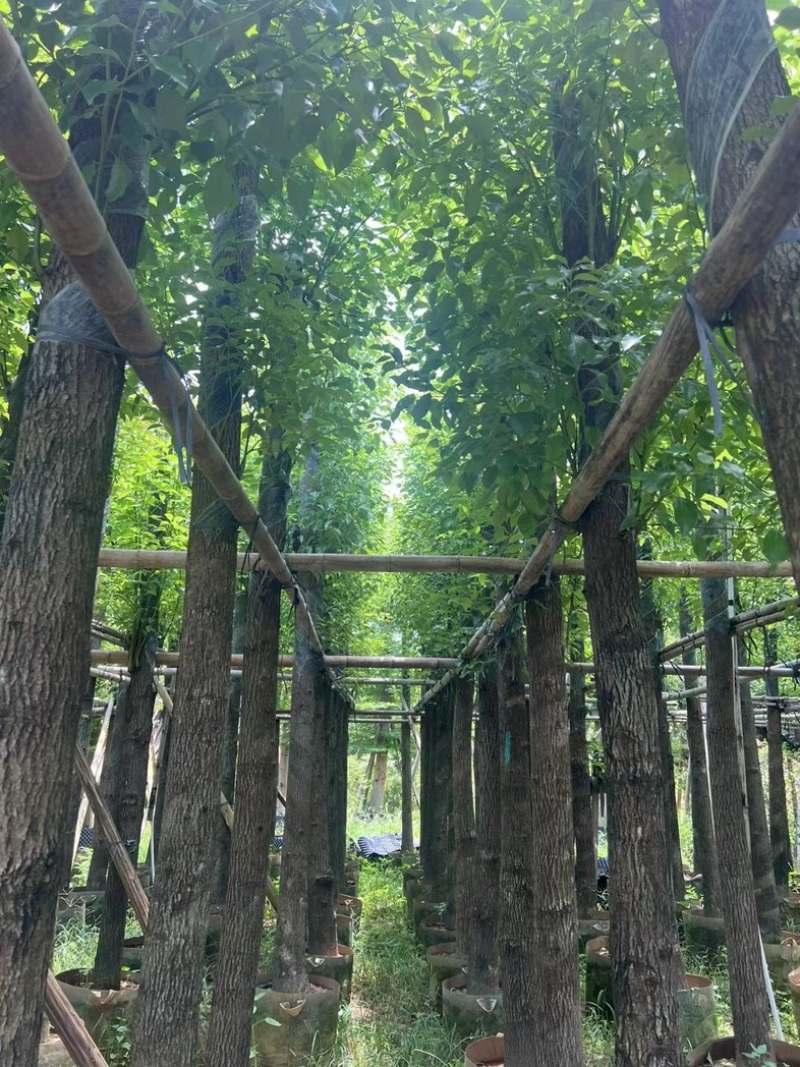 截杆香樟4～15公分基地直销规格齐全欢迎老板来电咨询