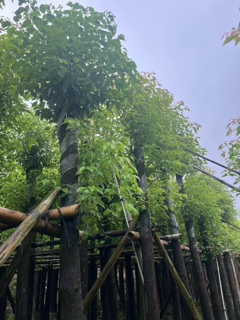 截杆香樟4～15公分基地直销规格齐全欢迎老板来电咨询