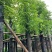 截杆香樟4～15公分基地直销规格齐全欢迎老板来电咨询