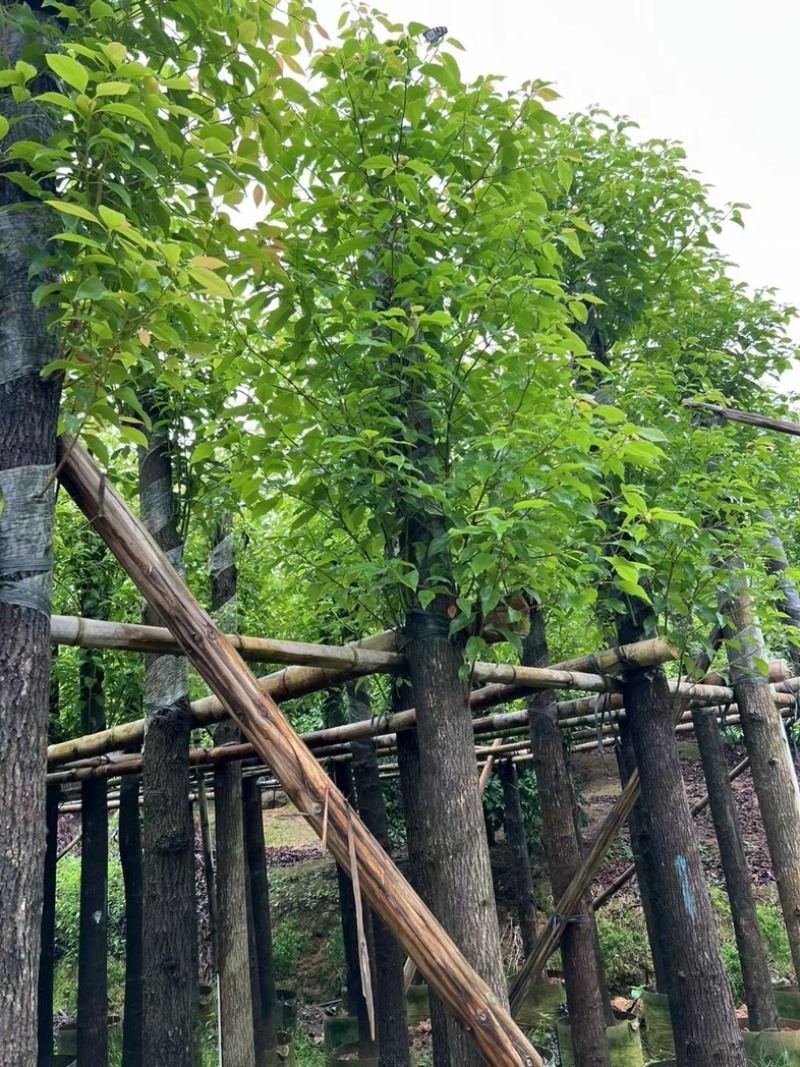 截杆香樟4～15公分基地直销规格齐全欢迎老板来电咨询