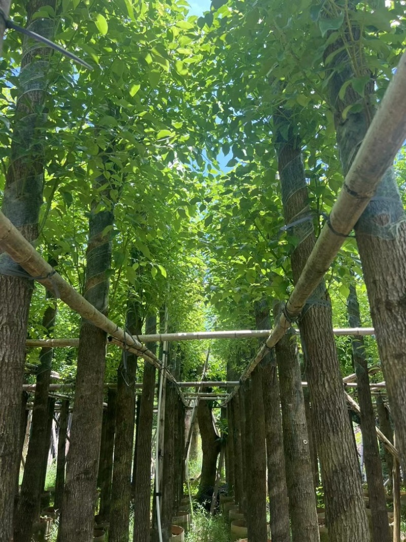 截杆香樟4～15公分基地直销规格齐全欢迎老板来电咨询