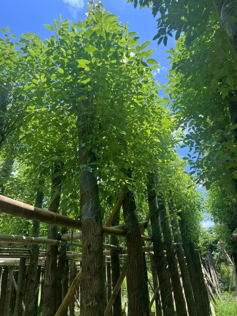 截杆香樟4～15公分基地直销规格齐全欢迎老板来电咨询