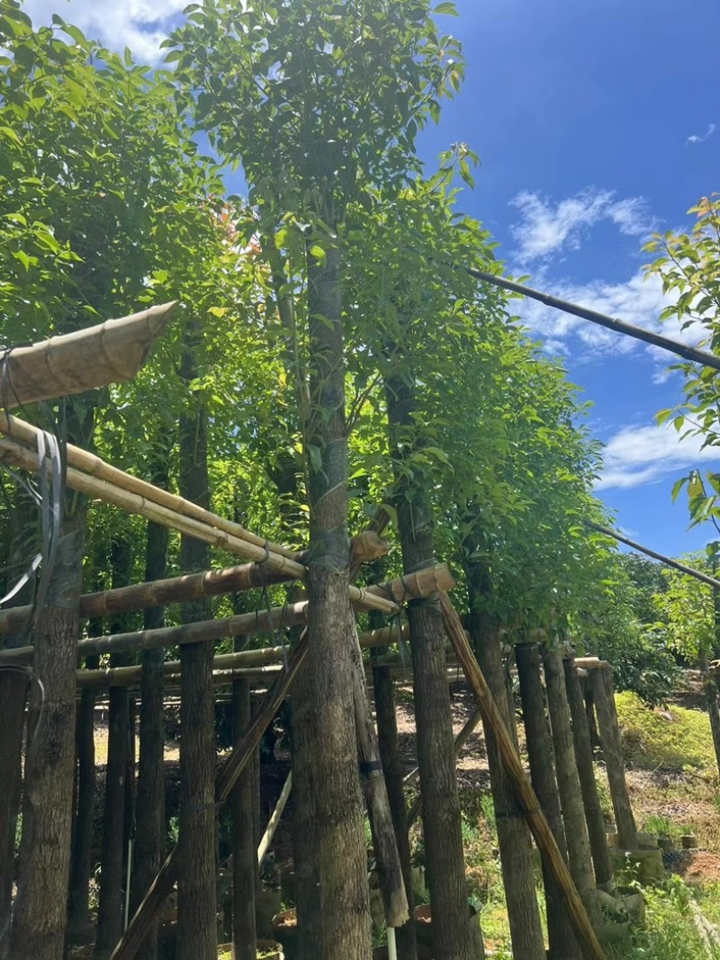 截杆香樟4～15公分基地直销规格齐全欢迎老板来电咨询