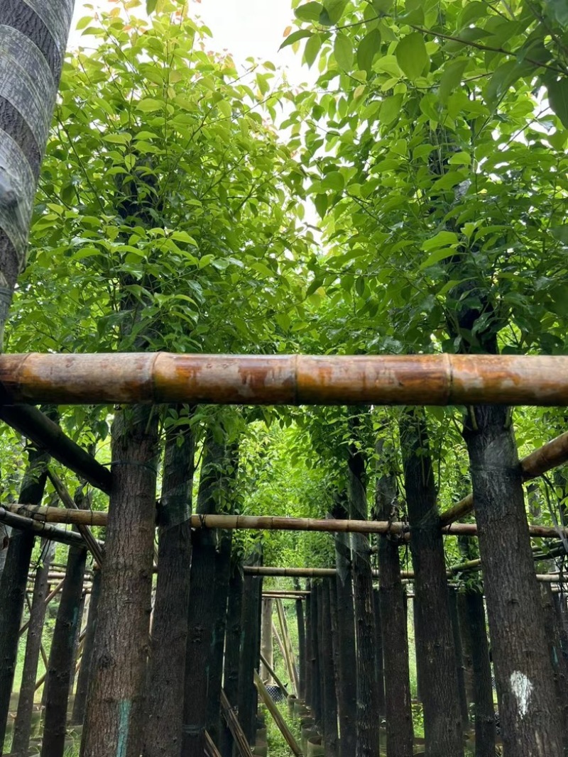 截杆香樟4～15公分基地直销规格齐全欢迎老板来电咨询