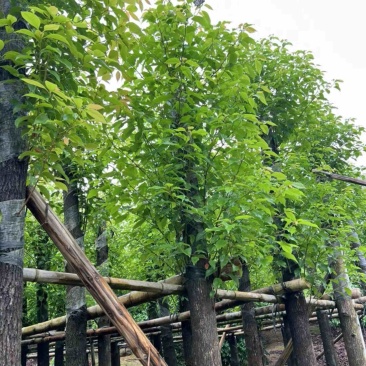 截杆香樟4～15公分基地直销规格齐全欢迎老板来电咨询