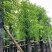 截杆香樟4～15公分基地直销规格齐全欢迎老板来电咨询
