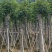 截杆重阳木12～18公分基地直销规格齐全欢迎老板来电