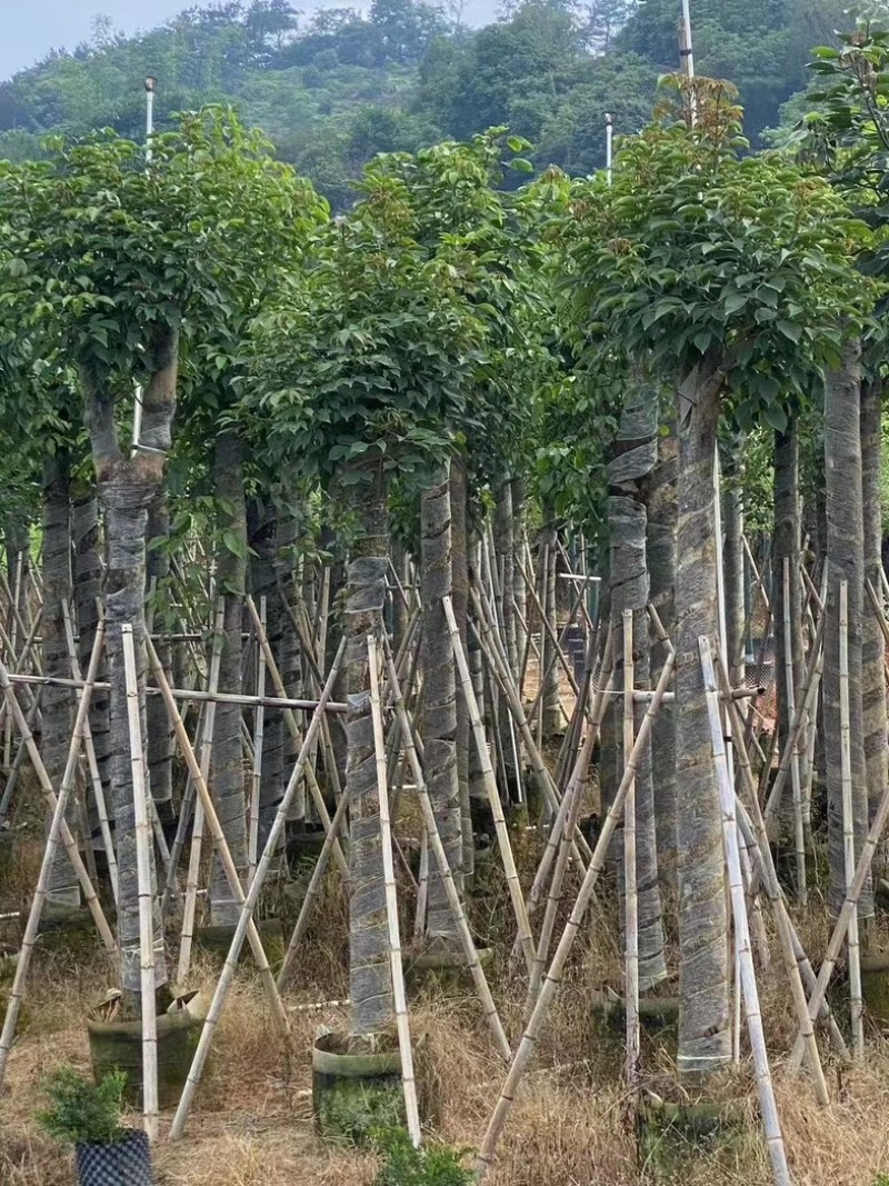 截杆重阳木12～18公分基地直销规格齐全欢迎老板来电