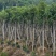截杆重阳木12～18公分基地直销规格齐全欢迎老板来电