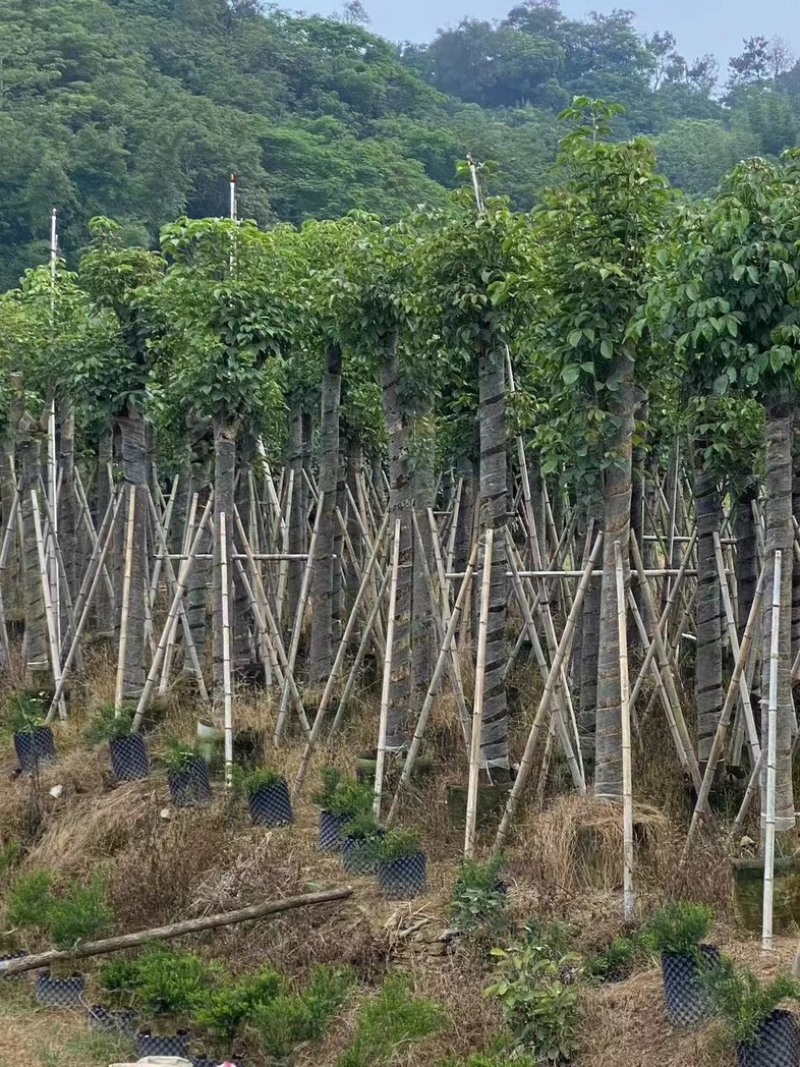 截杆重阳木12～18公分基地直销规格齐全欢迎老板来电