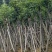 截杆重阳木12～18公分基地直销规格齐全欢迎老板来电