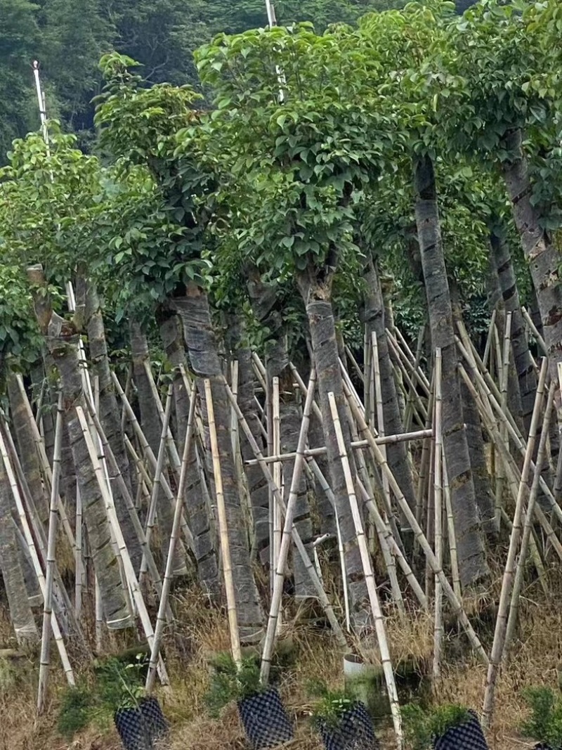 截杆重阳木12～18公分基地直销规格齐全欢迎老板来电