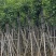 截杆重阳木12～18公分基地直销规格齐全欢迎老板来电