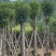 截杆重阳木12～18公分基地直销规格齐全欢迎老板来电