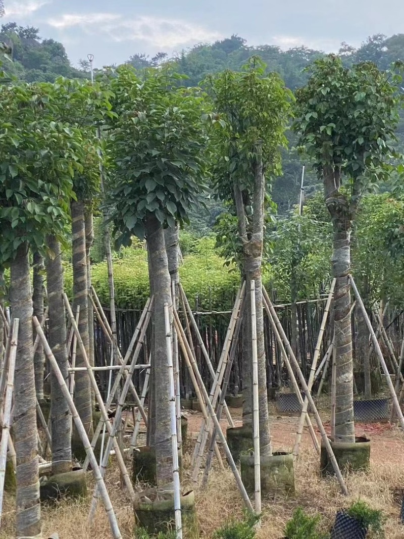 截杆重阳木12～18公分基地直销规格齐全欢迎老板来电