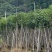 截杆重阳木12～18公分基地直销规格齐全欢迎老板来电