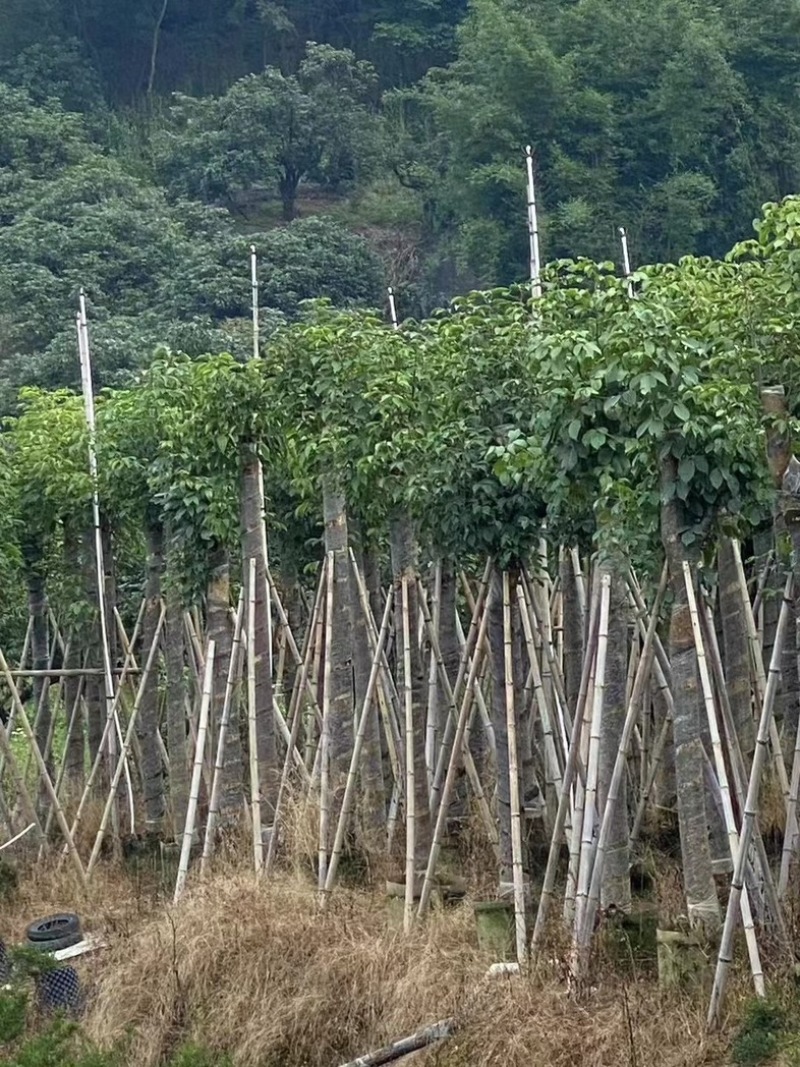 截杆重阳木12～18公分基地直销规格齐全欢迎老板来电