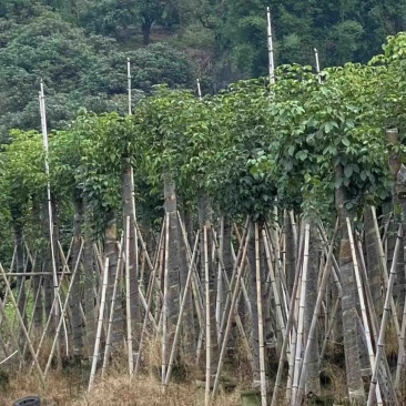 截杆重阳木12～18公分基地直销规格齐全欢迎老板来电