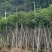 截杆重阳木12～18公分基地直销规格齐全欢迎老板来电