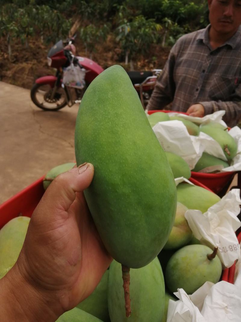 精品芒果贵妃芒货源充足量大从优质量保证欢迎咨询