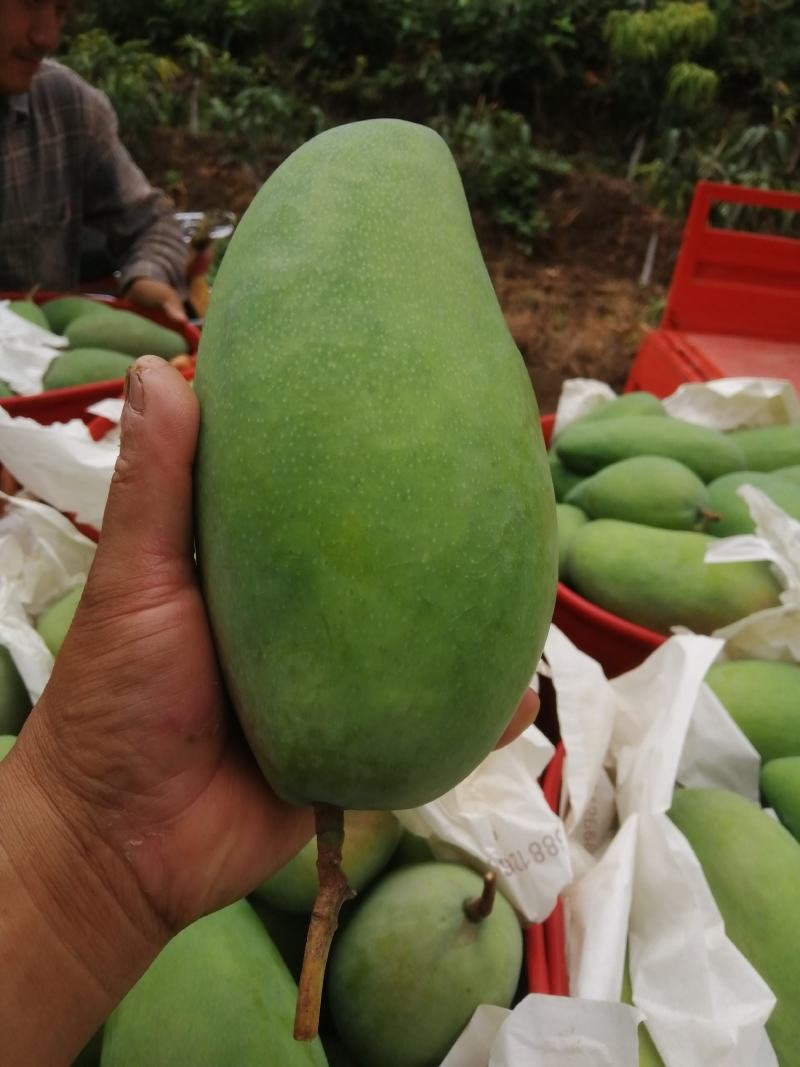 精品芒果贵妃芒货源充足量大从优质量保证欢迎咨询