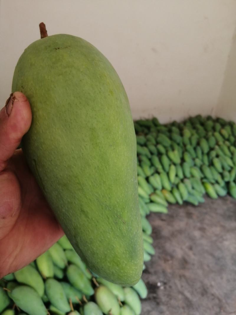 精品芒果贵妃芒货源充足量大从优质量保证欢迎咨询