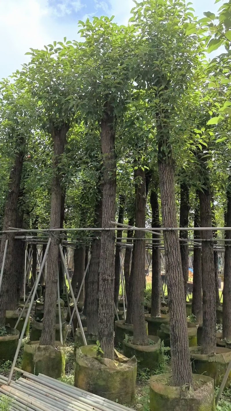 光杆香樟15～18公分基地直销规格齐全欢迎老板来电