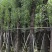 光杆香樟15～18公分基地直销规格齐全欢迎老板来电
