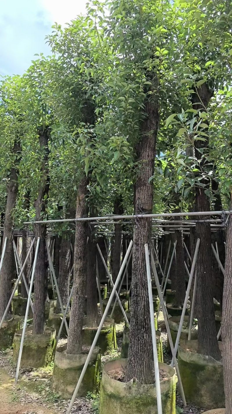光杆香樟15～18公分基地直销规格齐全欢迎老板来电