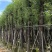 光杆香樟15～18公分基地直销规格齐全欢迎老板来电