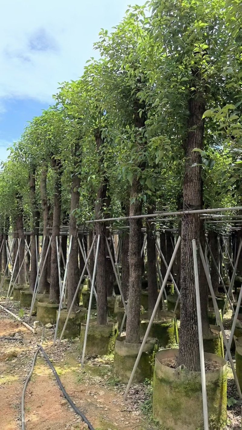光杆香樟15～18公分基地直销规格齐全欢迎老板来电