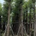 光杆香樟15～18公分基地直销规格齐全欢迎老板来电