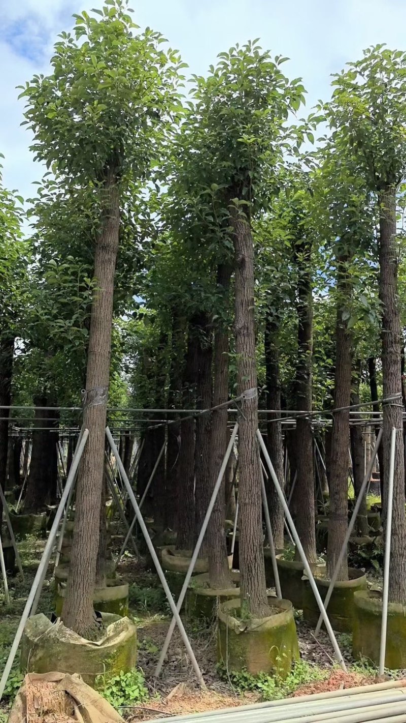 光杆香樟15～18公分基地直销规格齐全欢迎老板来电