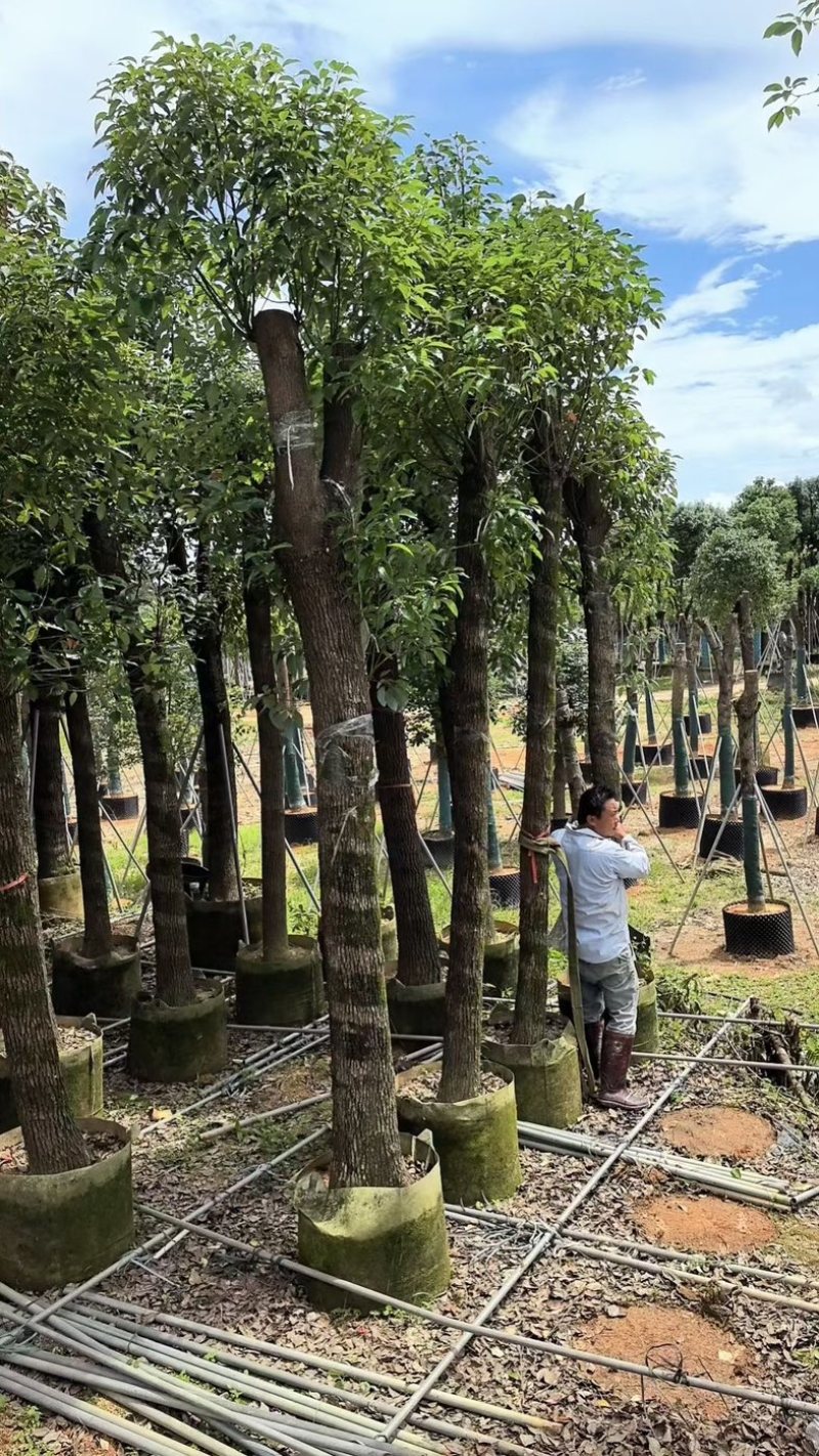 光杆香樟15～18公分基地直销规格齐全欢迎老板来电