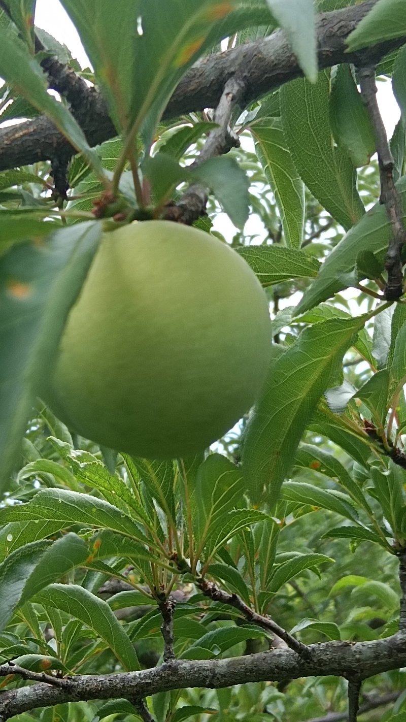 贵州省贞丰县蜂糖李上市了