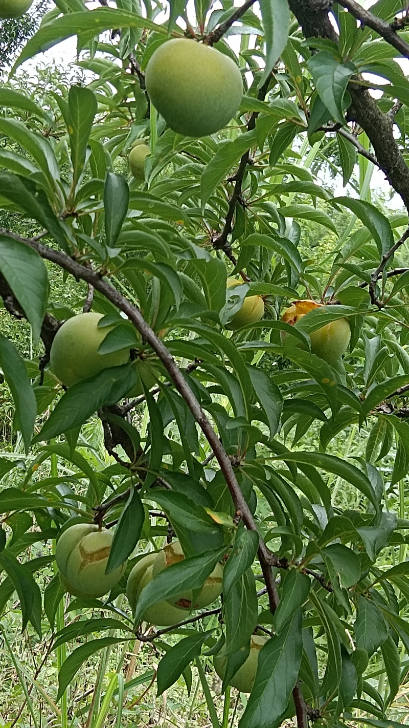 贵州省贞丰县蜂糖李上市了
