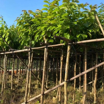 大叶紫薇3-15公分现货大量自家货源规格齐全