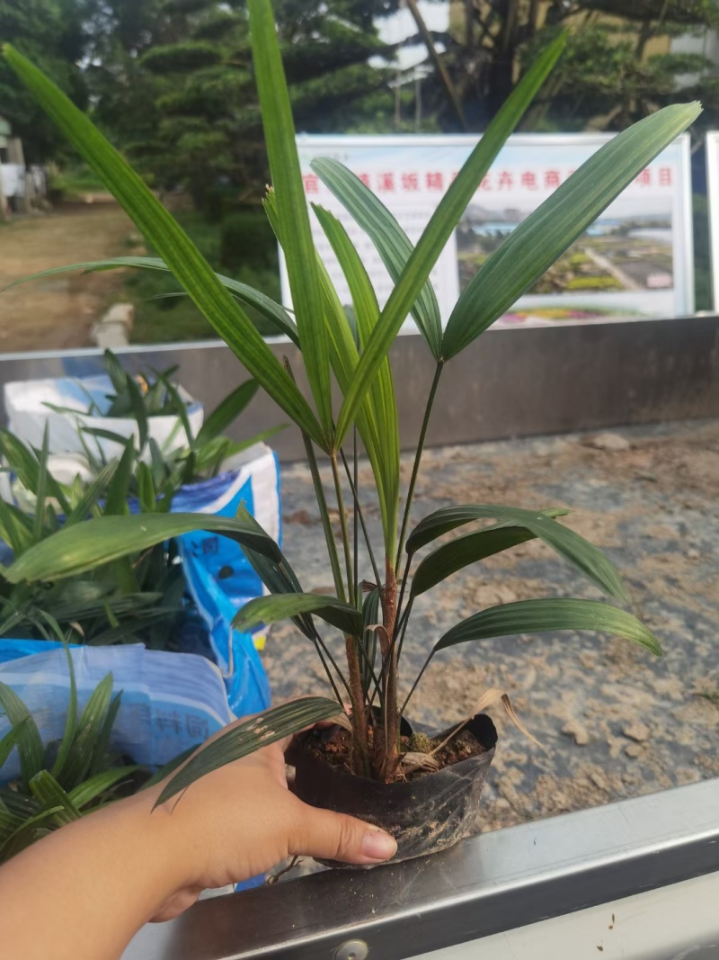 棕竹