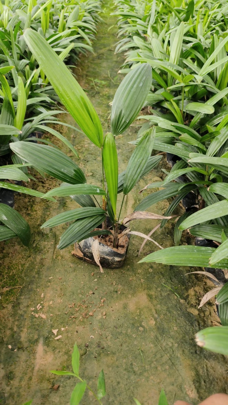 棕竹