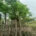 凤凰树/红花楹树15～30公分基地直销规格齐全